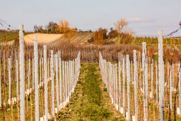 istock Vine plants and climbing aids as far as the eye can see 1536110133