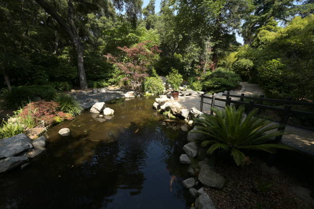 istock Pond at a Botanical Gardens in Los Angeles. 1536132857