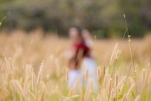 Choose the soft focus of beach hay, reeds, stalks fluttering in the sun breeze, landscape, blur on the background. Copy space / nature, summer, grassy landscape