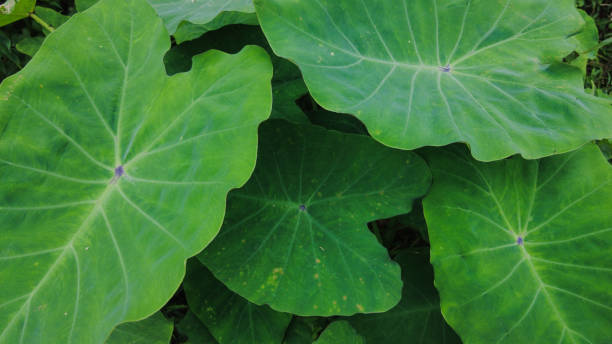 istock Taro plant leaves, close-up view 1536145295