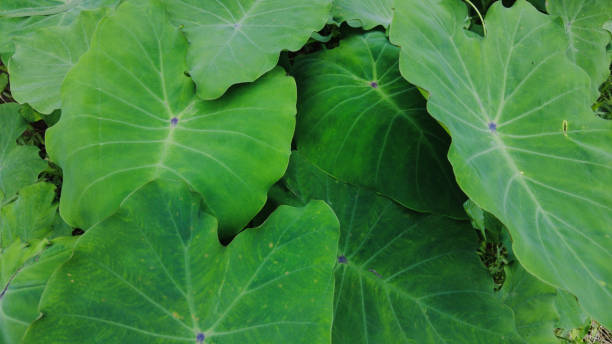 istock Taro plant leaves, close-up view 1536146329