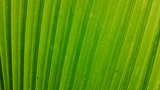 coconut palm leaf, green pattern, close-up view