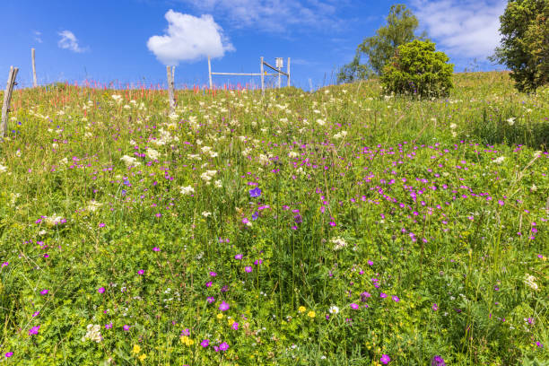 화창한 여름날 초원에 꽃이 만발한 야생화 - wildflower lush foliage outdoors campanula 뉴스 사진 이미지