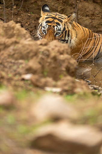 wild large and huge male tiger or panthera tigris resting or cooling his body in water puddle on very hot day in summer season morning safari at ranthambore national park sawai madhopur india asia