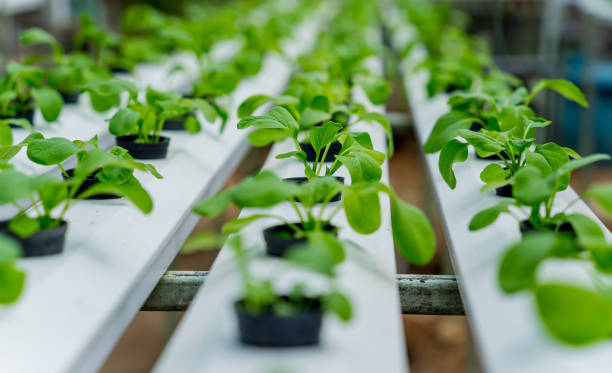 istock Racks with young microgreens in pots at hydroponics farms. 1536174445