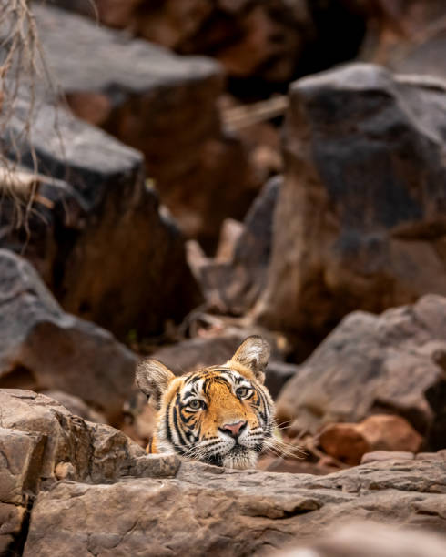 Indian wild female bengal tiger or panthera tigris resting behind rocks only face visible and cooling off her body in cold place in hot summer ranthambore national park forest reserve rajasthan india la hembra salvaje india tigre de bengala o panthera tigris descansando detrás de las rocas solo se enfrenta visible y refrescando su cuerpo en un lugar frío en el caluroso verano ranthambore national park reserva forestal rajasthan india