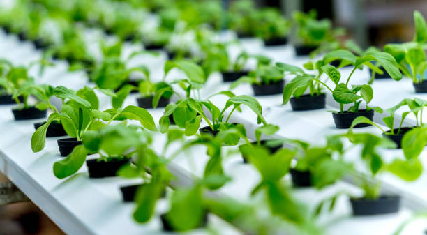 istock Racks with young microgreens in pots at hydroponics farms. 1536190670
