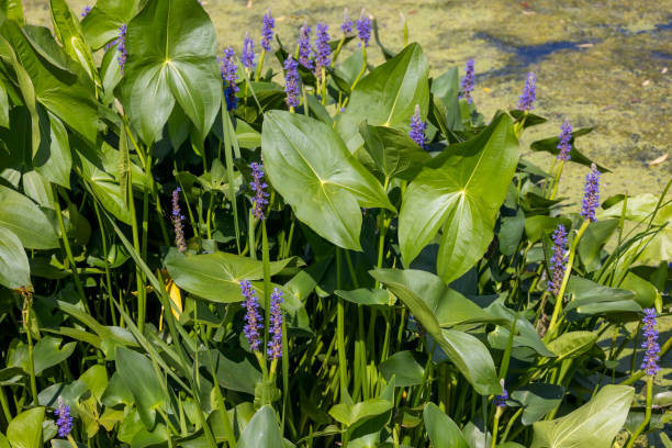 istock Pickerelweed, Pickerel Rush Water hyacint (Pontederia cordata). 1536209957