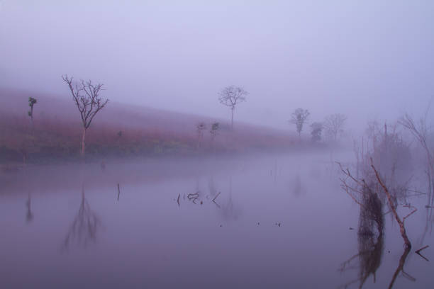 white fog morning floating over the swamp
