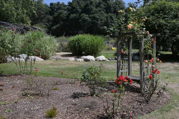 istock Roses at a botanical gardens in Los Angeles 1536231433