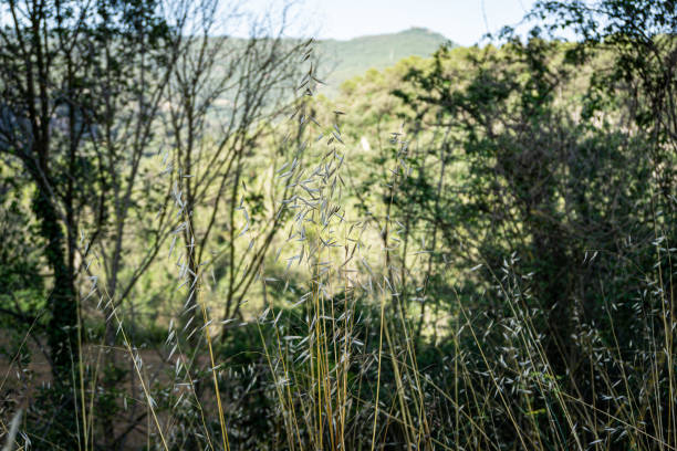 istock Of plants and trees 1536234588