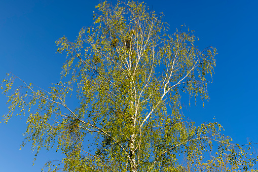 birch trees with green young foliage, the first foliage on birch trees in the spring season