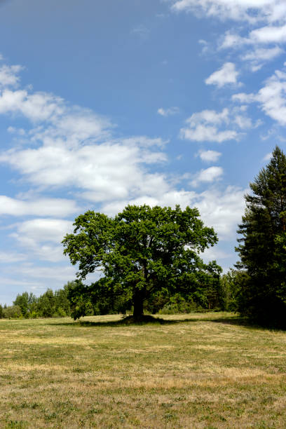 istock old tall oak with green foliage during drought 1536235007