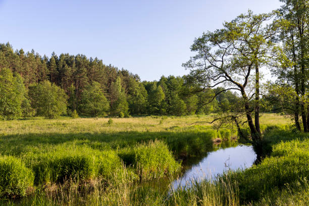 istock a small river in eastern Europe in the summer 1536235033