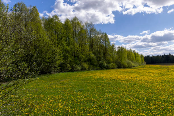 istock yellow dandelion flowers in the field in spring 1536235049