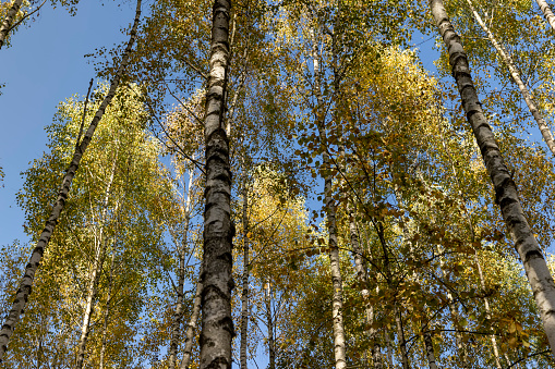 Birch forest with tall birch trees with yellow and green foliage, sunny autumn weather in the birch forest