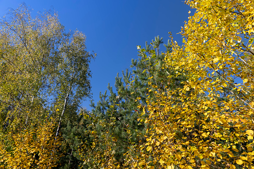 Birch forest with tall birch trees with yellow and green foliage, sunny autumn weather in a birch forest with a blue sky