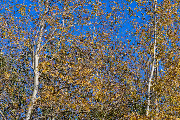 istock sunny autumn weather in the birch forest 1536235135