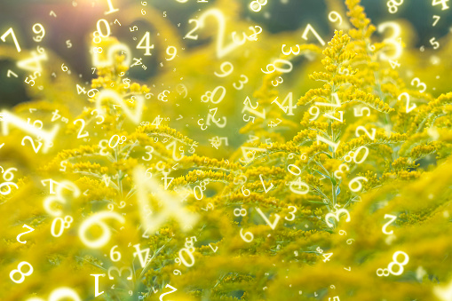 numerology, yellow flowers, small wild flowers close-up surrounded by numbers