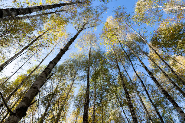 istock Autumn forest with a large number of birch trees 1536235358