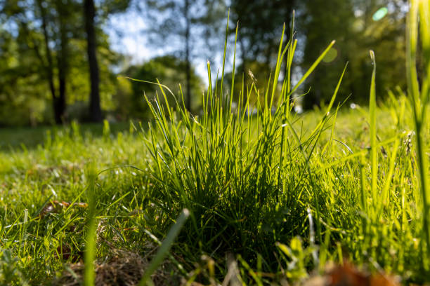 istock green grass is illuminated by sunlight in spring weather 1536235386