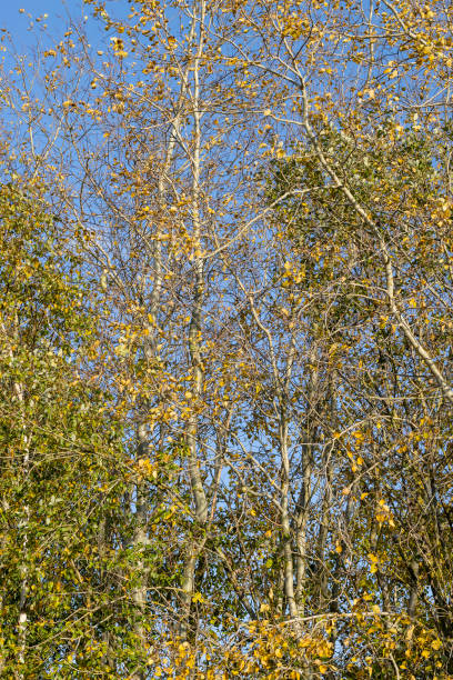 istock Birch forest with trees with yellow and green foliage 1536235390