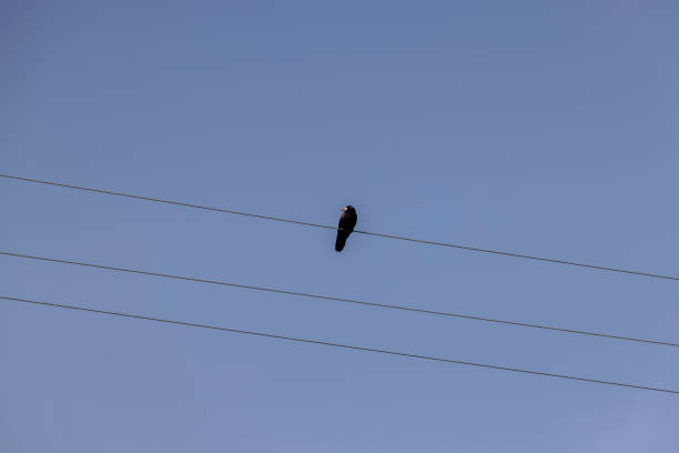 istock High voltage wires with birds 1536235441