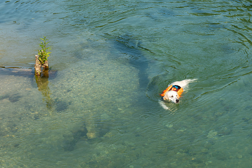 Beautiful white dog in a life jacket swims in a pond with clear water.