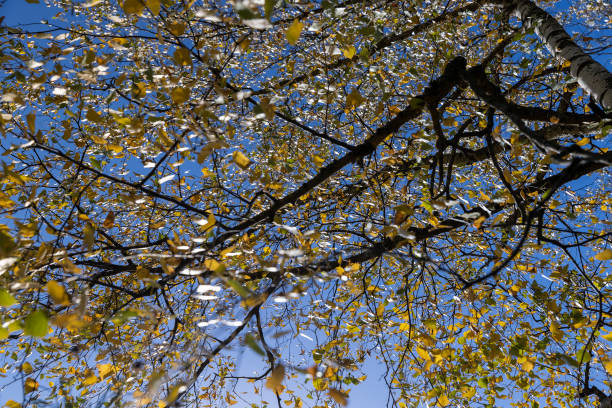 istock sunny autumn weather in the birch forest 1536235630