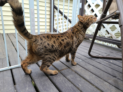 A F3 savannah cat standing on a deck all stretched out and rubbing its face on the back of a chair.
