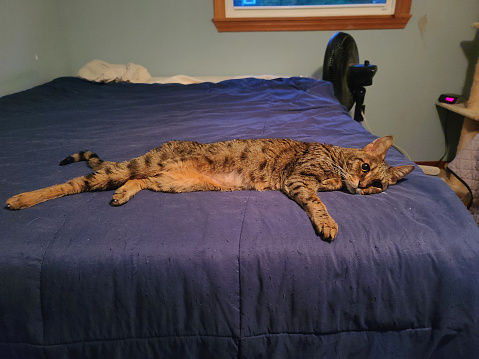 A F3 savannah cat stretched across the width of a bed.