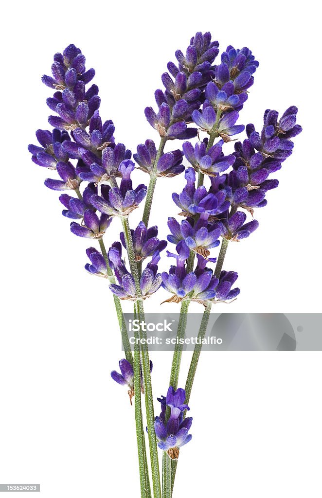 lavender lavender flower isolated on white Lavender - Plant Stock Photo