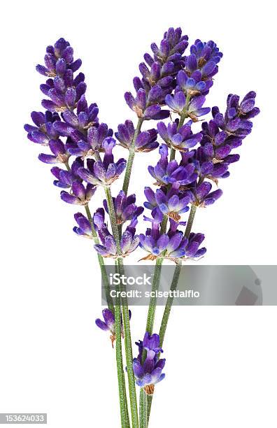 Lavender Stock Photo - Download Image Now - Lavender - Plant, White Background, Agriculture