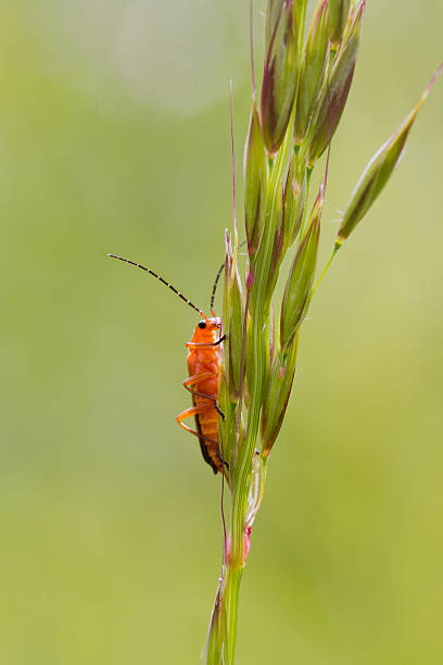 Beetle (Rhagonycha fulva) Beetle (Rhagonycha fulva) perched on a grass stem rhagonycha fulva stock pictures, royalty-free photos & images