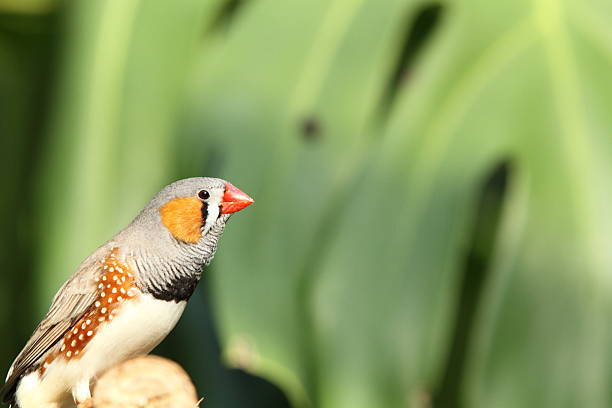 istock Zebra Finch Bird 153626578