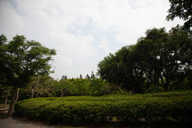 istock Green bushes under cloudy sky with trees 1536270615