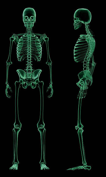 istock X-ray front and side of Human Skeletal Structure 153627904