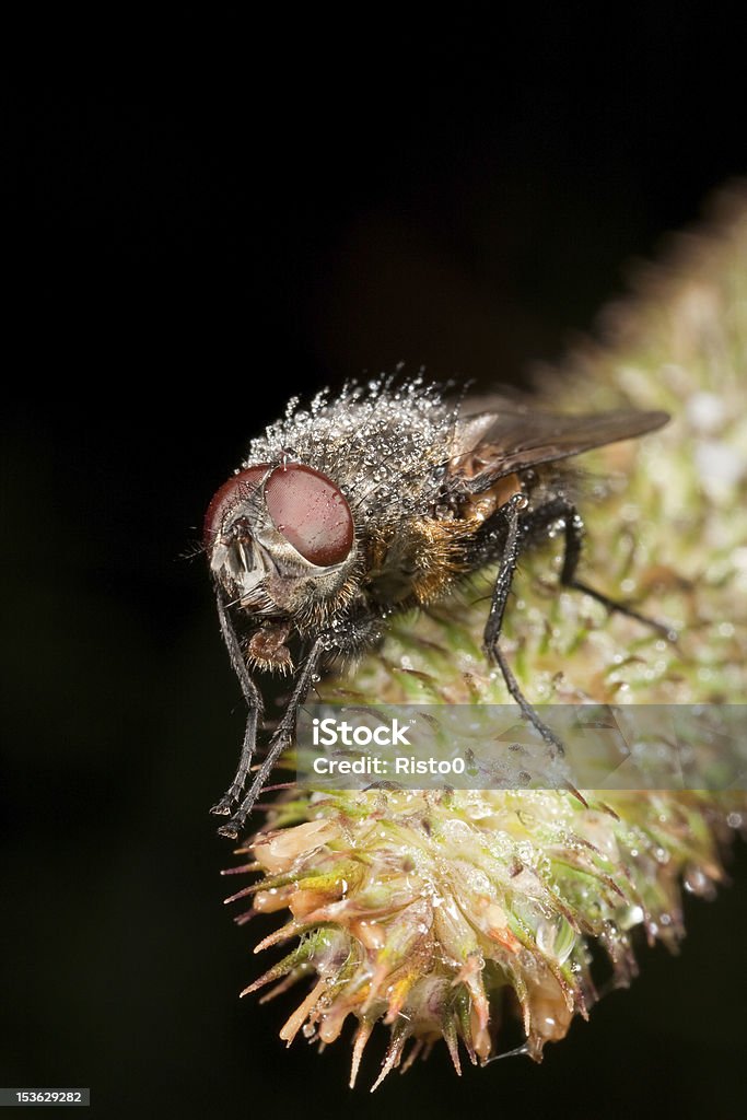 Wet Stubenfliege - Lizenzfrei Blase - Physikalischer Zustand Stock-Foto