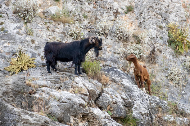 istock Mountain goats on sheer cliffs or stone walls. 1536293145