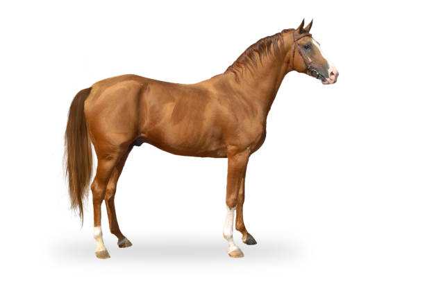 1,200+ Side View Of A Mare And Her Foal Stock Photos, Pictures
