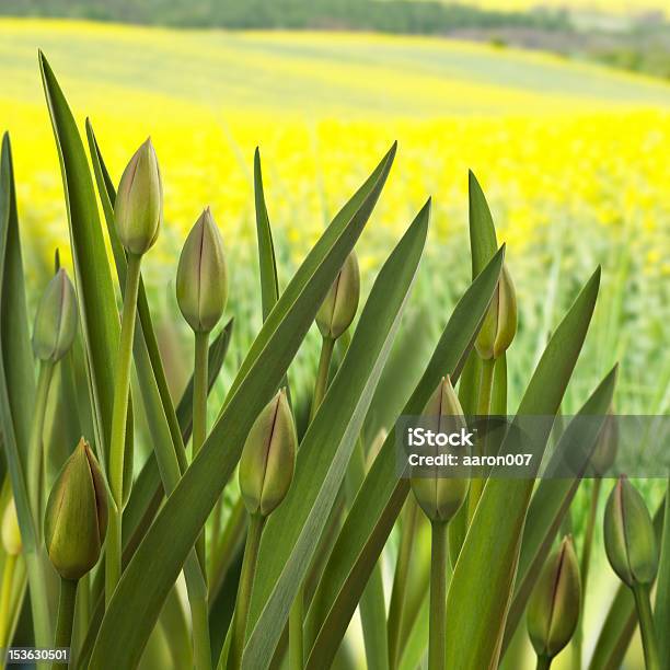 Tulipany - zdjęcia stockowe i więcej obrazów Bez ludzi - Bez ludzi, Bliskie zbliżenie, Botanika