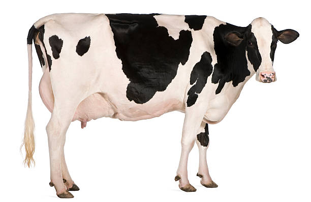 istock Black and white spotted Holstein cow 153630793