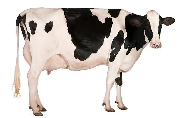 Holstein cow, five years old, standing in front of white background.