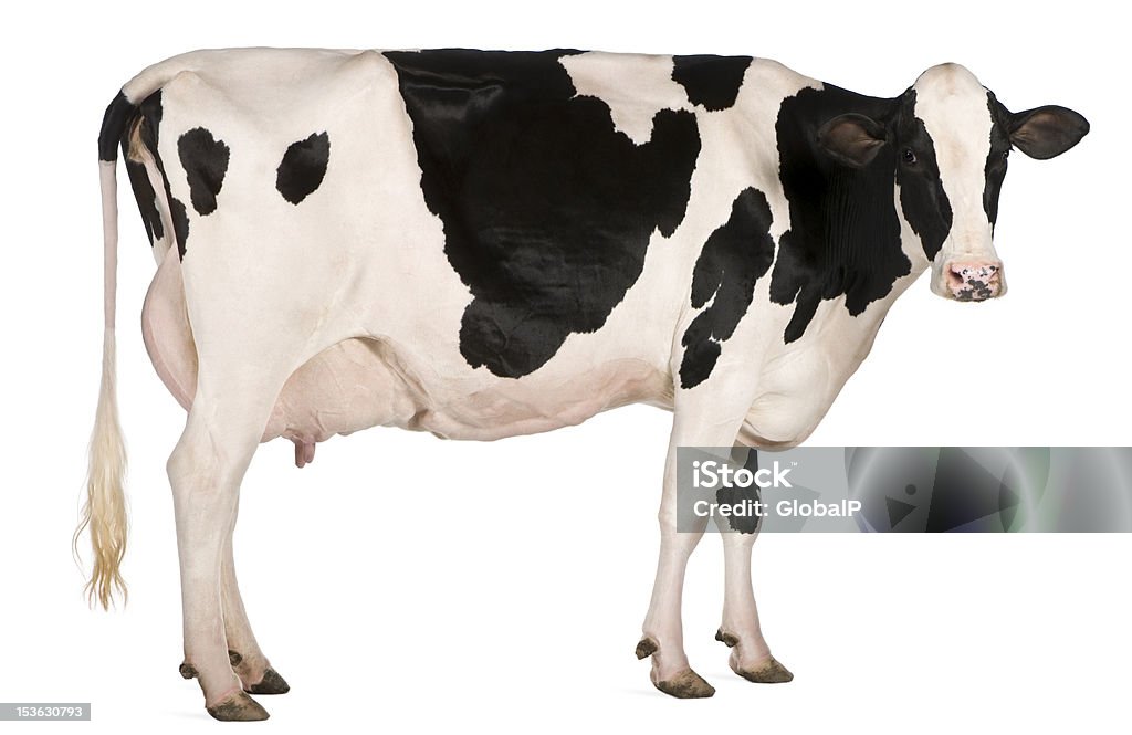 Czarny i white spotted Holstein krów - Zbiór zdjęć royalty-free (Krowa)