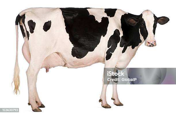 Czarny I White Spotted Holstein Krów - zdjęcia stockowe i więcej obrazów Krowa - Krowa, Neutralne tło, Białe tło