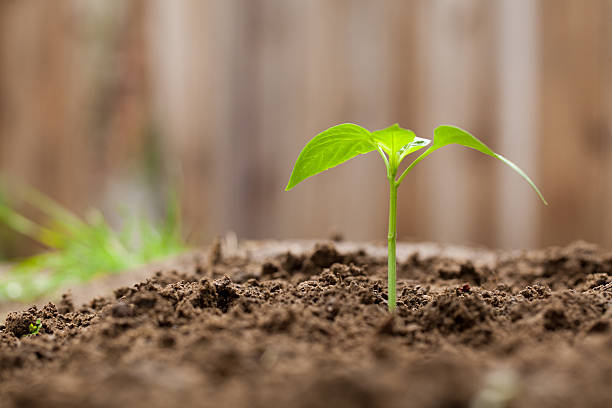 istock Sprout Growing in a Garden 153630815