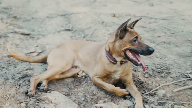 Thai brown Ridgeback dog with long tongue.