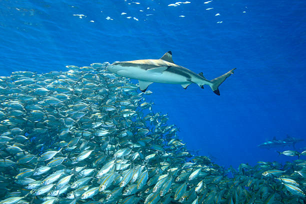 Underwater view of fish and shark A blacktip reef shark, Carcharhinus melanopterus, swimming above a school of fish with sunbeams slanting through the blue water background. Uepi, Solomon Islands. Solomon Sea, Pacific Ocean blacktip reef shark stock pictures, royalty-free photos & images