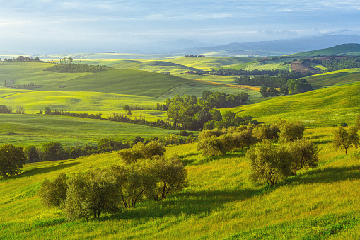 Wonderful green landscape with trees in Val d'Orcia, Tuscany, Italy