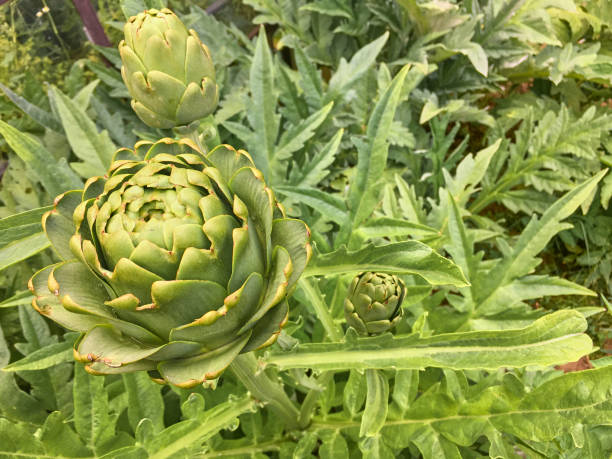 istock Fresh Spring Vegetables , Organic Artichokes 1536329198